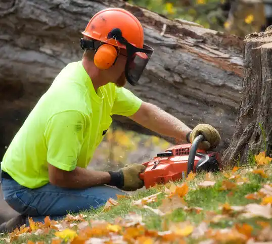 tree services Woodland Park